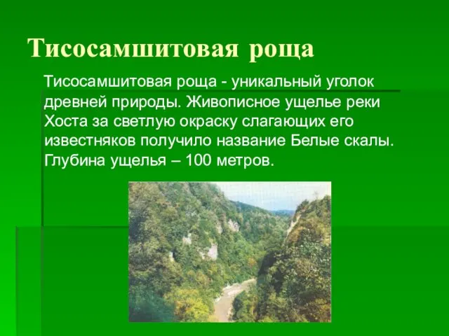 Тисосамшитовая роща Тисосамшитовая роща - уникальный уголок древней природы. Живописное ущелье