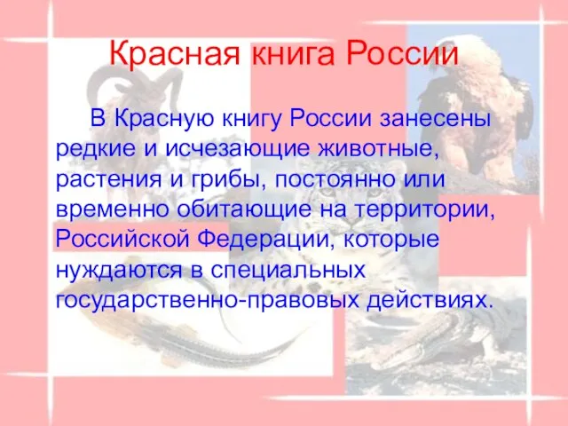 Красная книга России В Красную книгу России занесены редкие и исчезающие