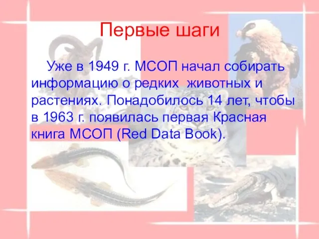 Первые шаги Уже в 1949 г. МСОП начал собирать информацию о