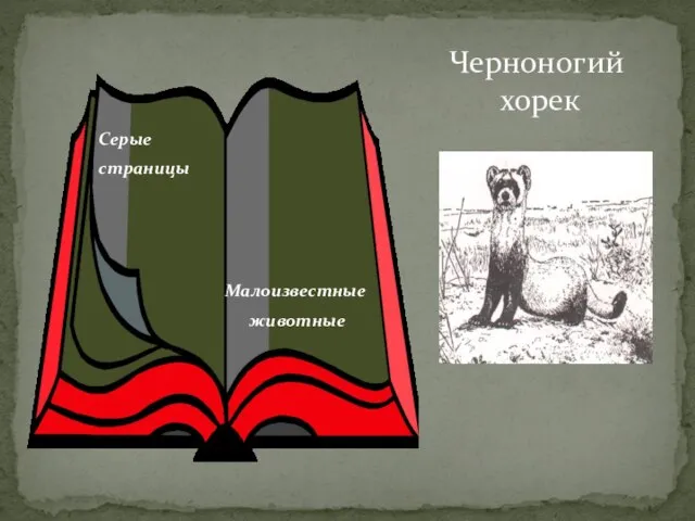 Черноногий хорек Серые страницы Малоизвестные животные