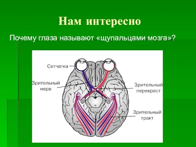 Нам интересно Почему глаза называют «щупальцами мозга»?