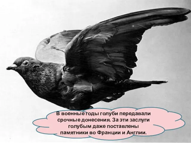 В военные годы голуби передавали срочные донесения. За эти заслуги голубым