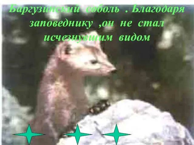 Баргузинский соболь . Ьлагодаря заповеднику ,он не стал исчезнувшим видом