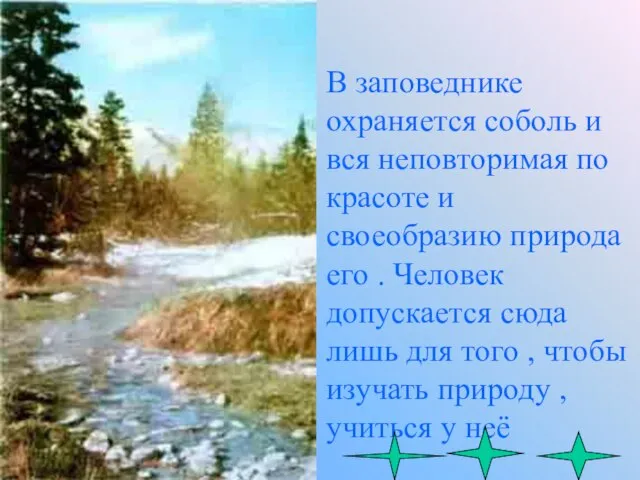 В заповеднике охраняется соболь и вся неповторимая по красоте и своеобразию