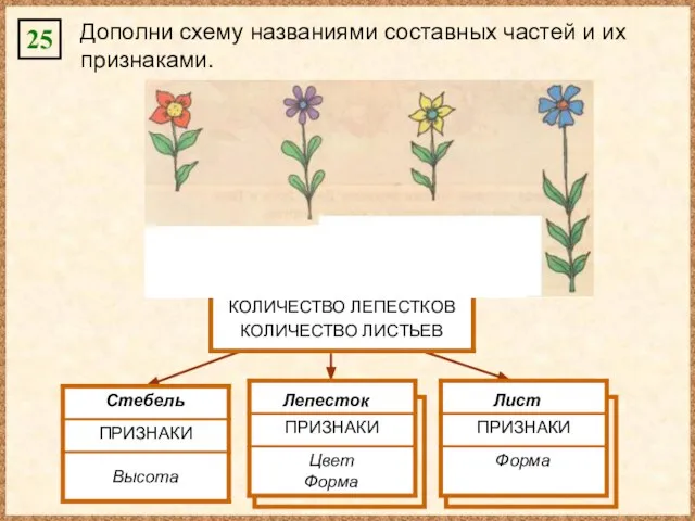 25 Дополни схему названиями составных частей и их признаками. Высота Цвет Форма Стебель Лепесток Форма Лист