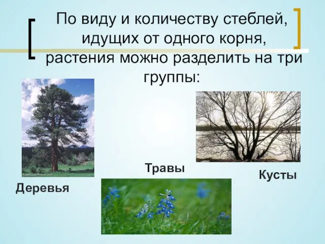 По виду и количеству стеблей, идущих от одного корня, растения можно