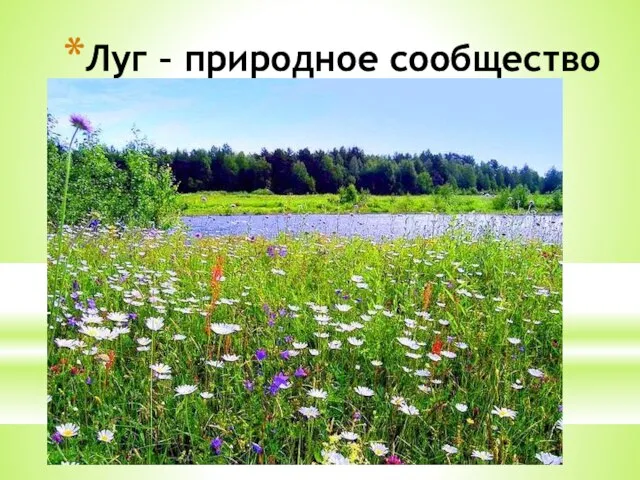 Луг – природное сообщество