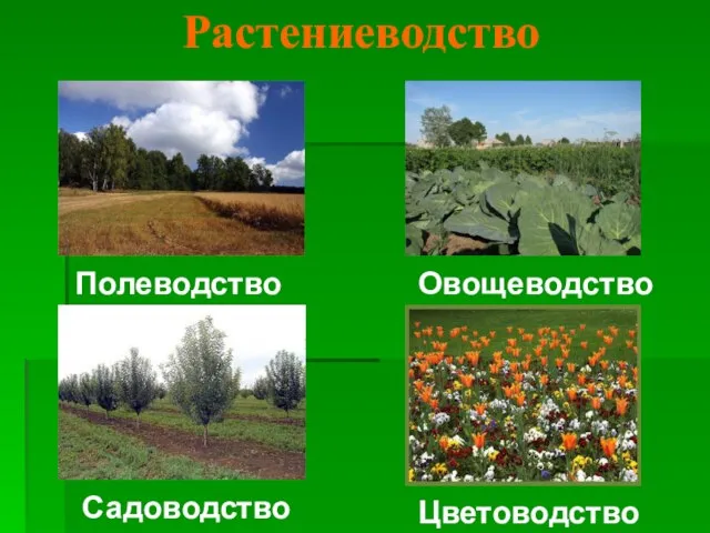 Растениеводство Садоводство Цветоводство Полеводство Овощеводство