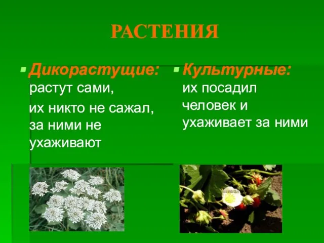 РАСТЕНИЯ Дикорастущие: растут сами, их никто не сажал, за ними не