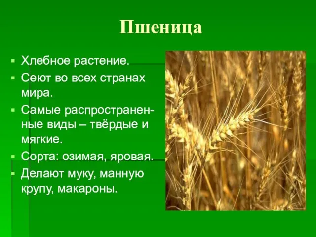 Пшеница Хлебное растение. Сеют во всех странах мира. Самые распространен-ные виды