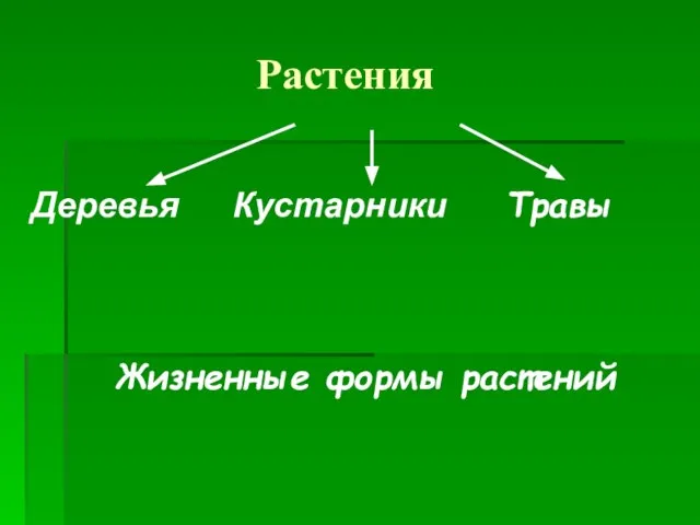 Растения Деревья Кустарники Травы Жизненные формы растений