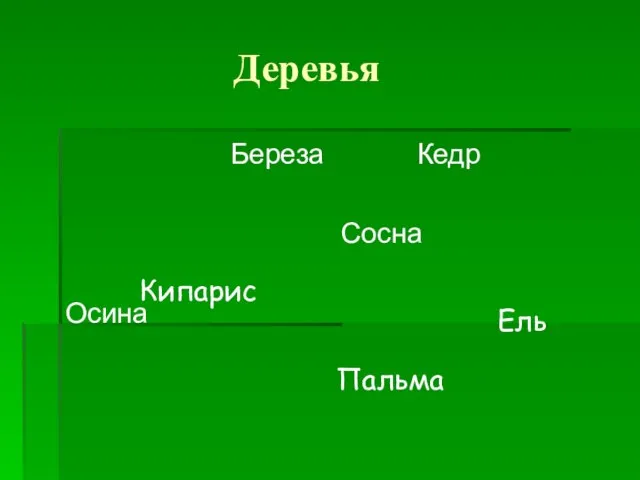 Деревья Береза Кедр Сосна Осина Ель Кипарис Пальма