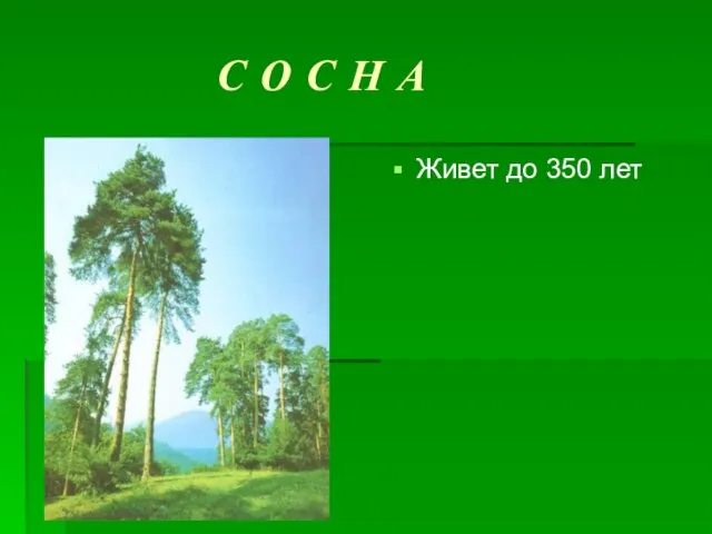 С О С Н А Живет до 350 лет