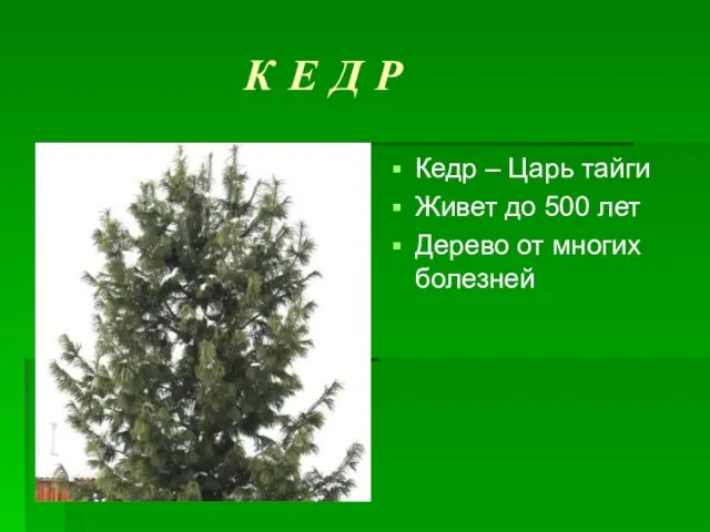 К Е Д Р Кедр – Царь тайги Живет до 500 лет Дерево от многих болезней