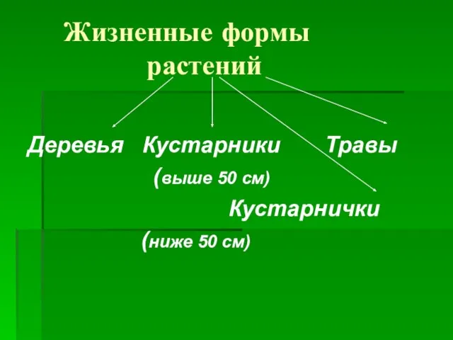 Жизненные формы растений Деревья Кустарники Травы (выше 50 см) Кустарнички (ниже 50 см)