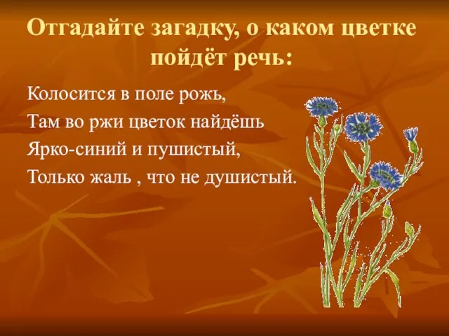 Отгадайте загадку, о каком цветке пойдёт речь: Колосится в поле рожь,