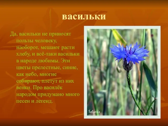 васильки Да, васильки не приносят пользы человеку, наоборот, мешают расти хлебу,