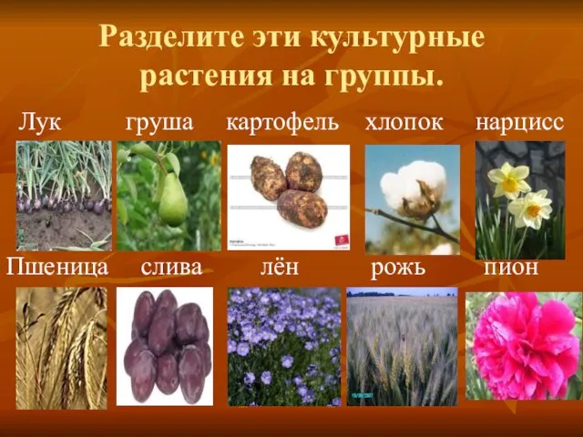 Разделите эти культурные растения на группы. Лук груша картофель хлопок нарцисс Пшеница слива лён рожь пион