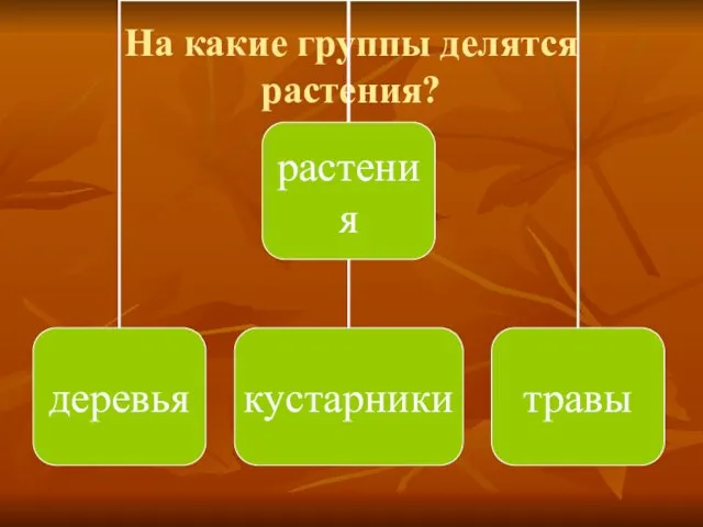 На какие группы делятся растения?