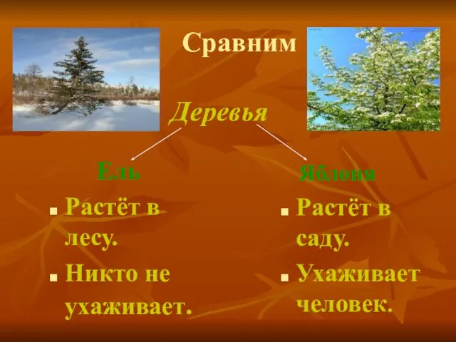 Сравним Ель Растёт в лесу. Никто не ухаживает. Яблоня Растёт в саду. Ухаживает человек. Деревья