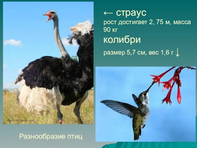 ← страус рост достигает 2, 75 м, масса 90 кг колибри