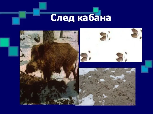 След кабана