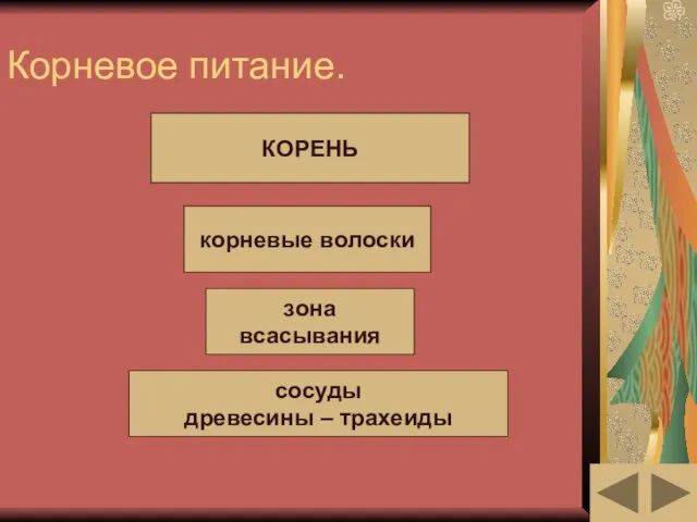 Корневое питание. КОРЕНЬ корневые волоски зона всасывания сосуды древесины – трахеиды