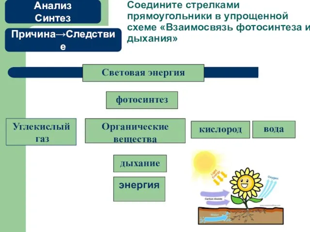 Соедините стрелками прямоугольники в упрощенной схеме «Взаимосвязь фотосинтеза и дыхания» энергия