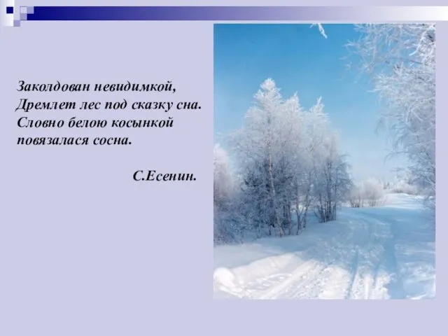 Заколдован невидимкой, Дремлет лес под сказку сна. Словно белою косынкой повязалася сосна. С.Есенин.