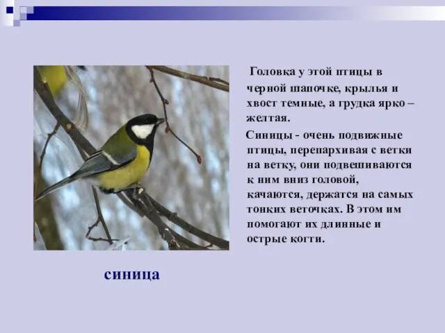 Головка у этой птицы в черной шапочке, крылья и хвост темные,