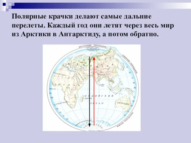 Полярные крачки делают самые дальние перелеты. Каждый год они летят через