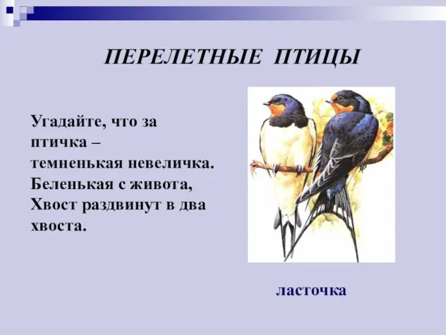 Угадайте, что за птичка – темненькая невеличка. Беленькая с живота, Хвост