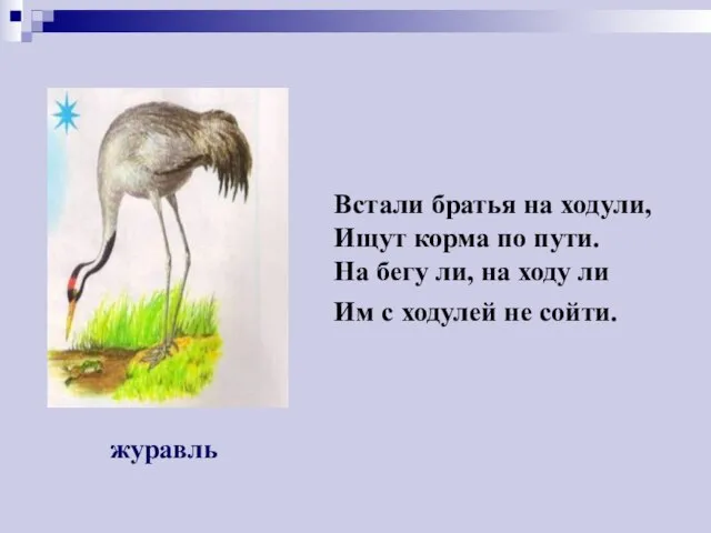 Встали братья на ходули, Ищут корма по пути. На бегу ли,