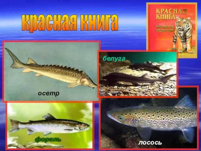 красная книга осетр белуга лосось форель