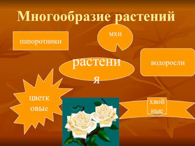 Многообразие растений растения папоротники мхи водоросли цветковые хвойные