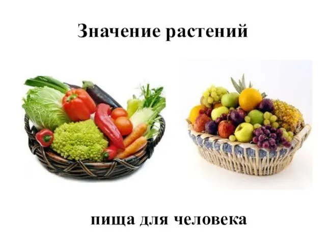 Значение растений пища для человека