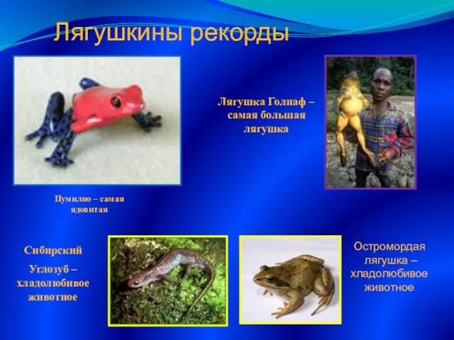 Лягушка Голиаф – самая большая лягушка Пумилио – самая ядовитая Сибирский