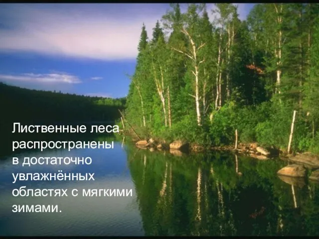 Лиственные леса распространены в достаточно увлажнённых областях с мягкими зимами.