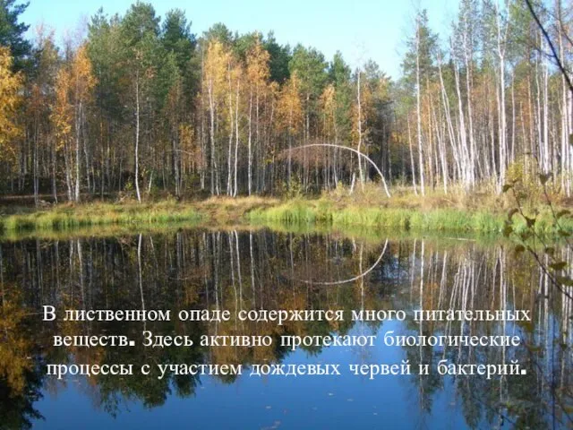 В лиственном опаде содержится много питательных веществ. Здесь активно протекают биологические