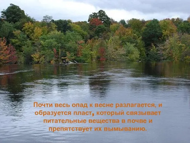 Почти весь опад к весне разлагается, и образуется пласт, который связывает