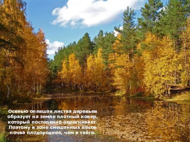 Осенью опавшая листва деревьев образует на земле плотный ковер, который постепенно