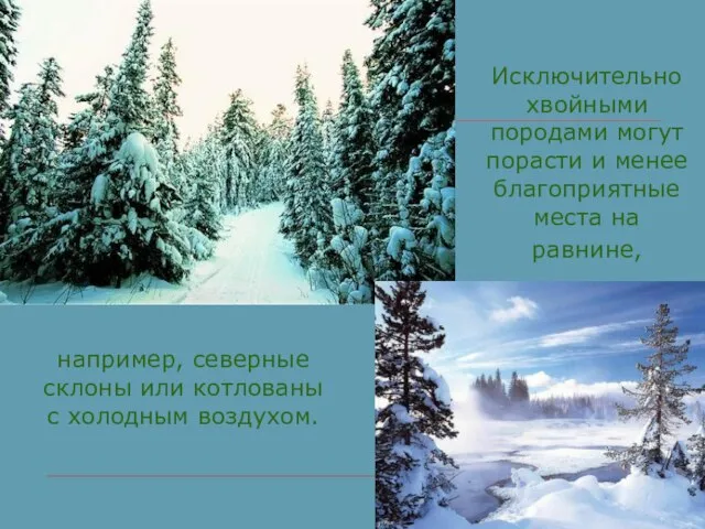 Исключительно хвойными породами могут порасти и менее благоприятные места на равнине,