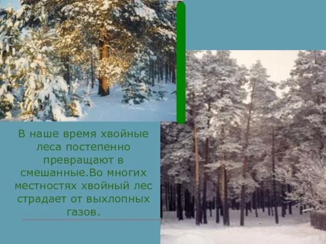 В наше время хвойные леса постепенно превращают в смешанные.Во многих местностях