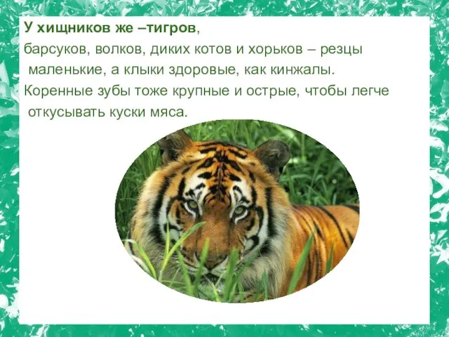 У хищников же –тигров, барсуков, волков, диких котов и хорьков –