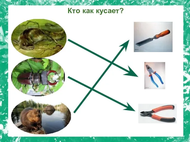 Кто как кусает?