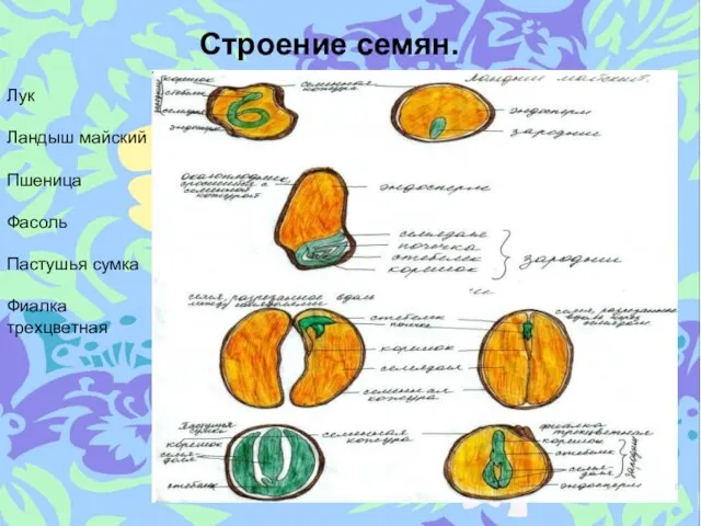 Строение семян. Лук Ландыш майский Пшеница Фасоль Пастушья сумка Фиалка трехцветная