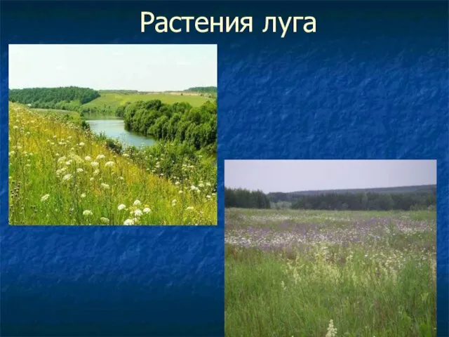 Растения луга