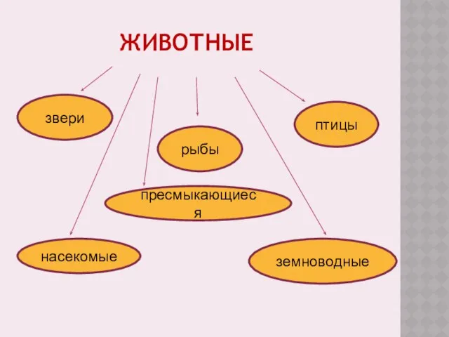 животные насекомые рыбы земноводные пресмыкающиеся птицы звери