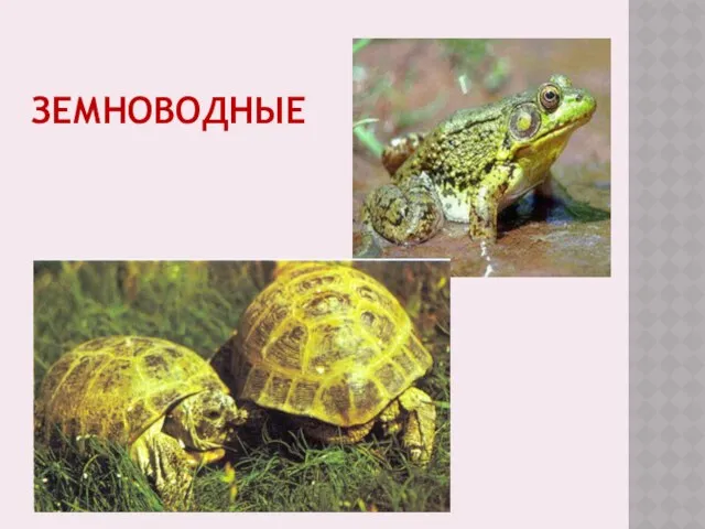 земноводные