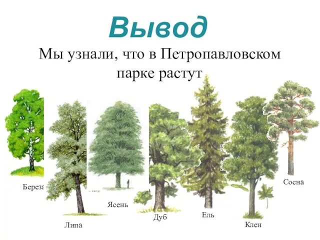 Мы узнали, что в Петропавловском парке растут Вывод